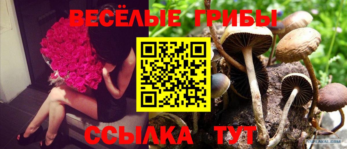 Галлюциногенные грибы прущие грибы Волжск